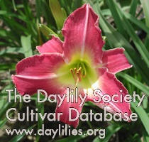 Daylily Imperial Artist